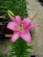 [1637 Merlet No01.JPG]